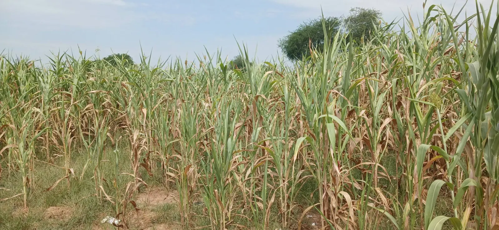 Twic Farmers Urged to Embrace Irrigation Amid Crop Losses Due to Rain Shortages