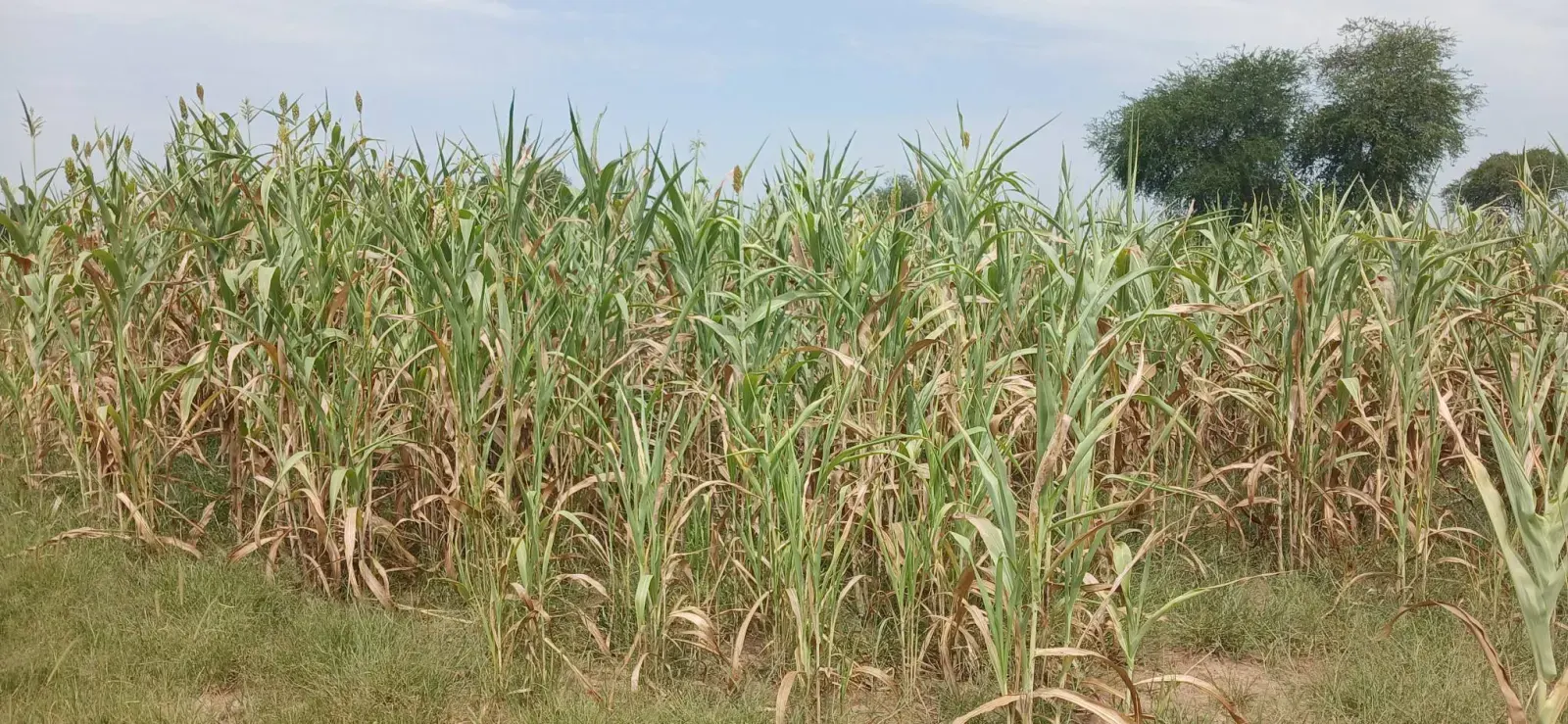 Dried crops farm in Twic County, Warrap State, (image credit: Majok Kuol / Twic Media Reports)