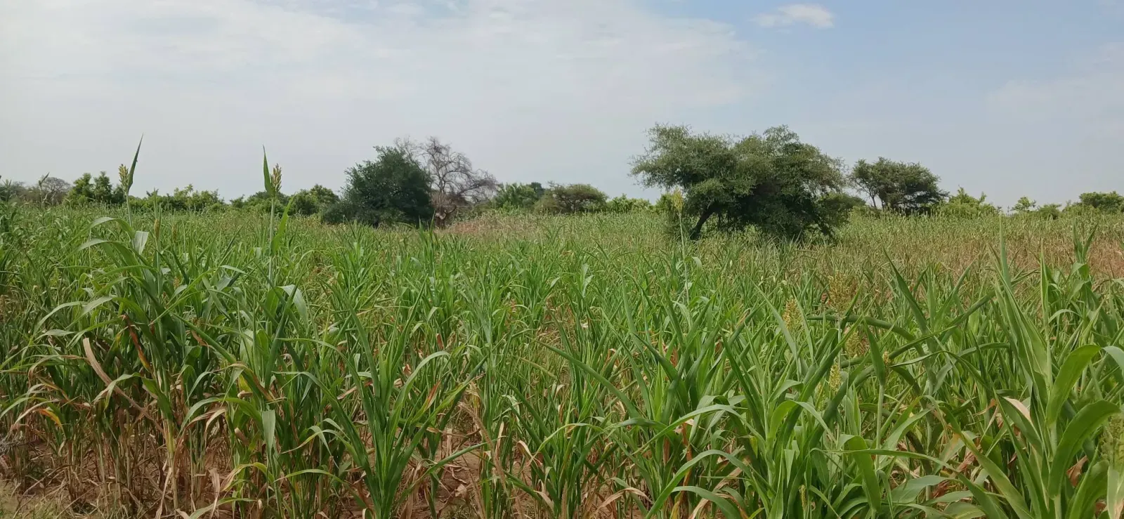 Dried crops on a farm in Twic County, Warrap State, South Sudan. (Image Credit: Majok Kuol / Twic Media Reports)